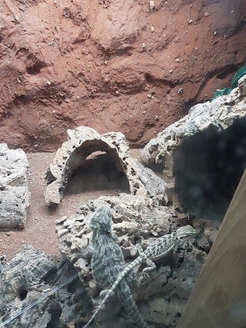 Bailey's Reptile's and Pet Supplies Doncaster Ltd