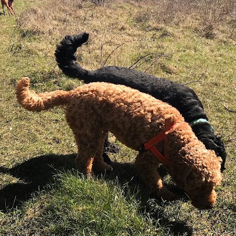 Waggy Trails Dorking - Dog walker and day care