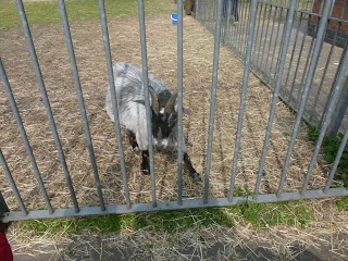 Balsall Heath City Farm