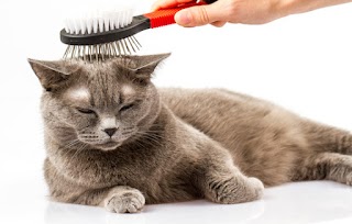 Agnia's Mobile Cat Grooming