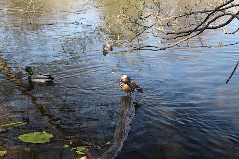 Queensmere Pond, Wimbledon Common