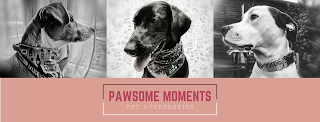 Pawsome Moments