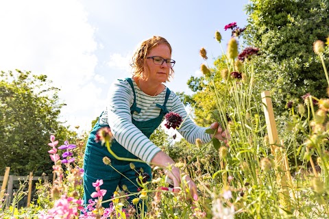 Meadows Flowers