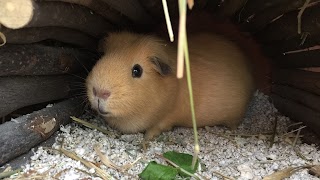 Guinea Pig Hotel