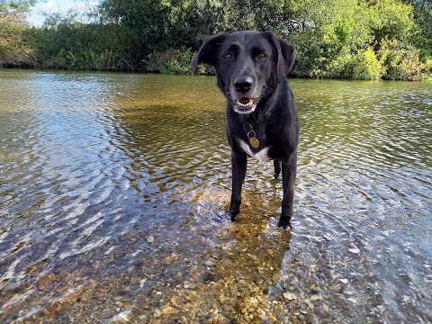 Tanya's Happy Hounds Dog Walking (Bournemouth Dorset)