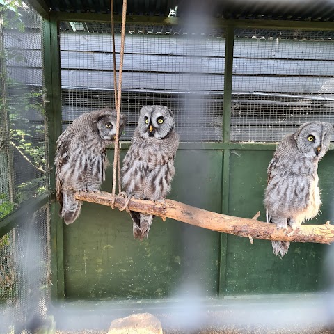 Herrings Green Activity Farm & Bird of Prey Centre