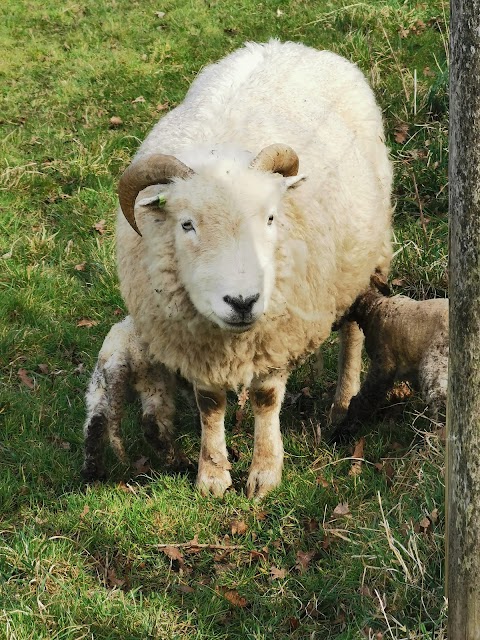 Colliters Brook Farm