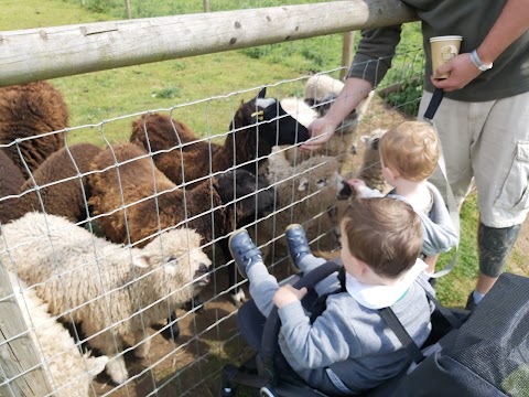 Scotty's Donkeys & Animal Park