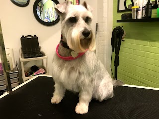 Best Buddy Dog Groomers Burntwood - Dog Grooming Burntwood