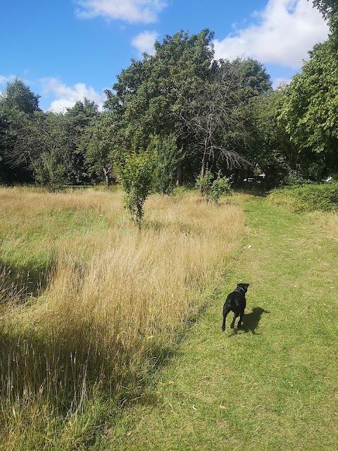 Little Large Giant Dog Walking & Training