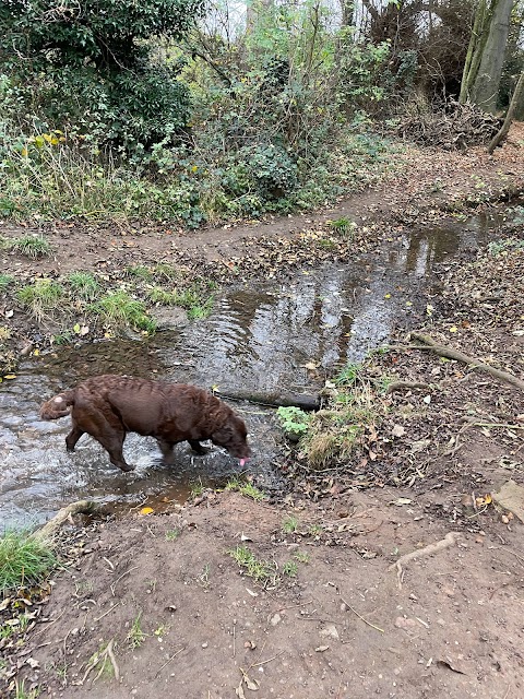 Hucknall Dog Walkers