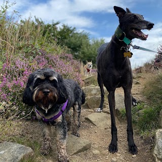 Country Hounds Dog Walking Harden Bingley