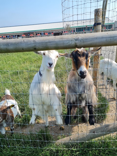 Attwell Farm Park