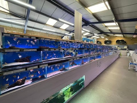 Maidenhead Aquatics Leicester