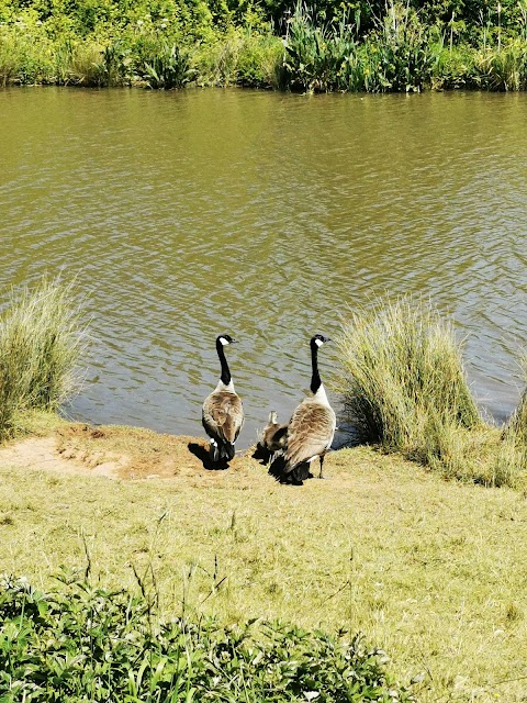 Hendre Lake Park