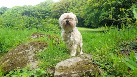 Happy Paws Leeds Dog Walks