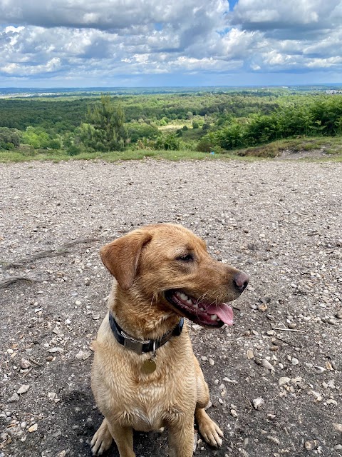 Ash Vale Dog Walking