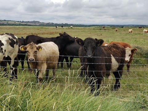 Farlington Marshes Nature Reserve