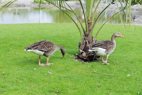 WWT Slimbridge