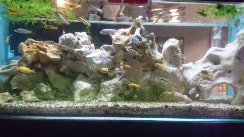 Beacon Pet Aquarium