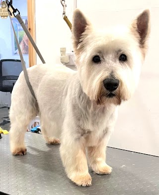 Beautipets Dog Grooming & School