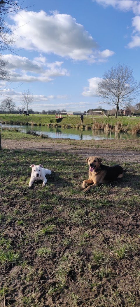 Unleashed Dog Adventure Park