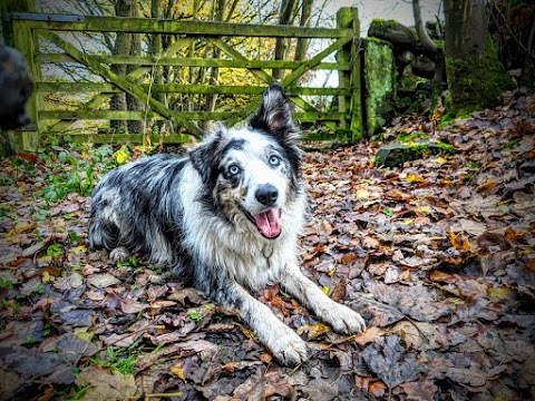 Hounds of the Anston Hills