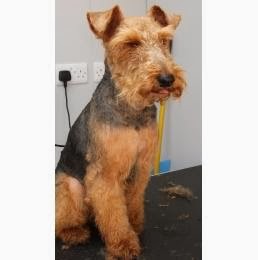 Posh Pooches Dog Grooming