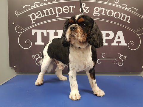 Dog Grooming - The Spa Belfast Pamper & Groom