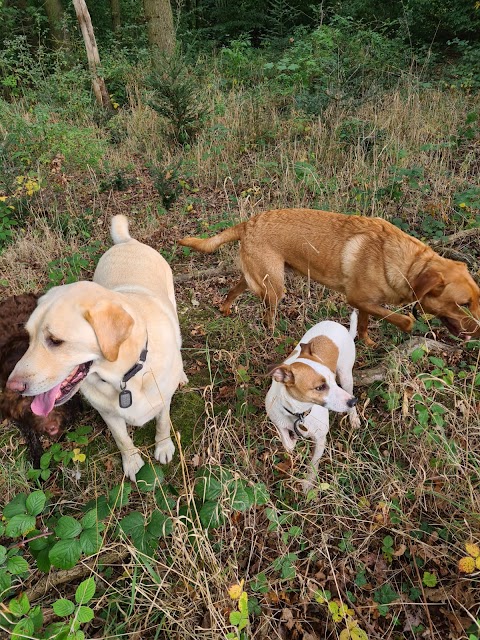 Adventure Dogs Chester