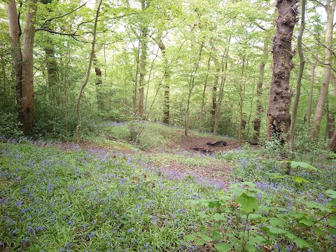 Brotherton Park and Dibbinsdale Local Nature Reserve