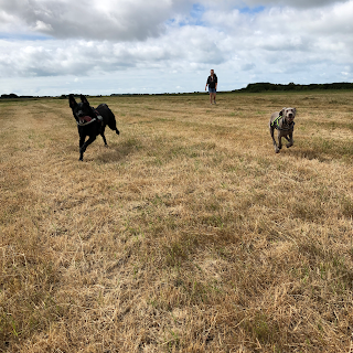 Heath Pups dog training and behaviour