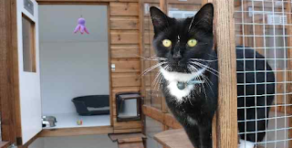 Cleeve Country Cattery - Official 5 Star Cattery