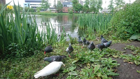 Bingham's Pond