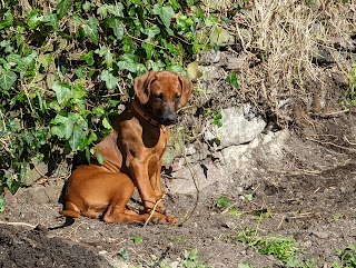 Rock House Boarding Kennels