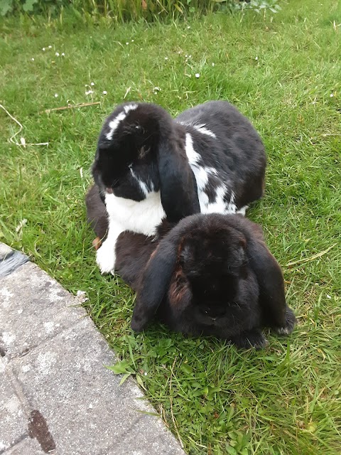 Bobby's Bunny Boarding