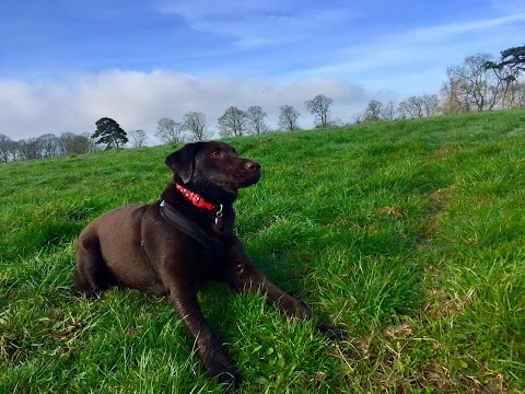 Dandy Dog Walks