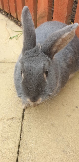 Bobbytails Bunny Boarding