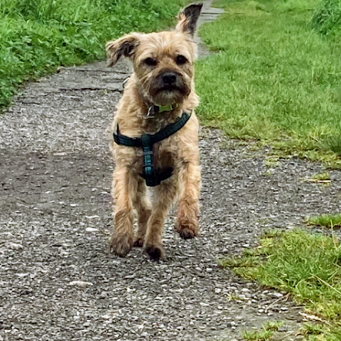 The Wirral Dog Walker