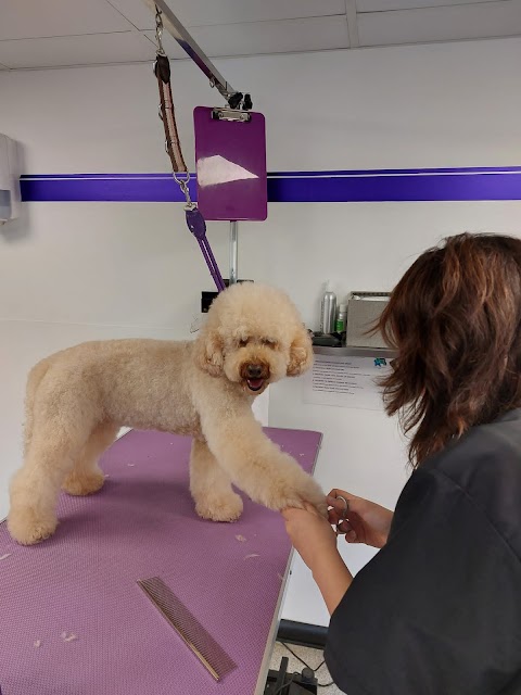 Sue Oliver Dog Grooming Studio