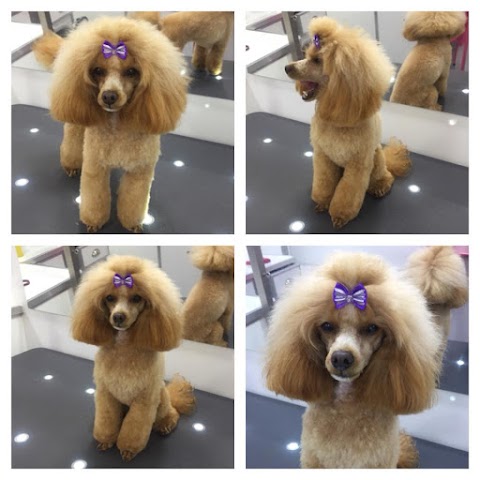 Pawsome Dogs - Dog Grooming Woodley