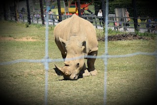 Noah's Ark Zoo Farm