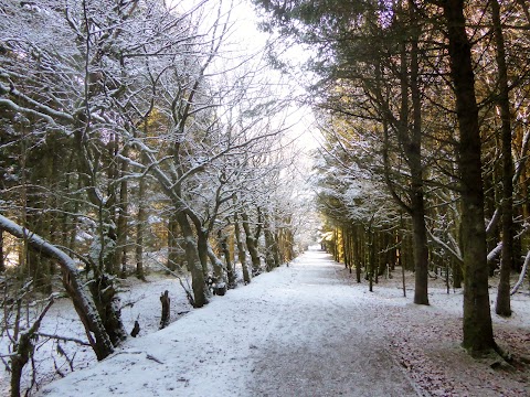 Langlands Moss Local Nature Reserve