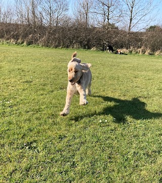 Gower Home Boarding