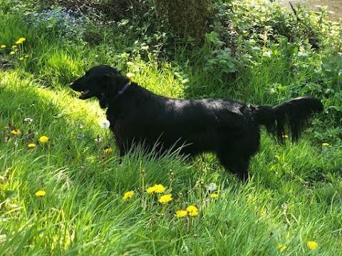 MyWaggyTails Chorley