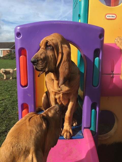 Hawarden happy hounds