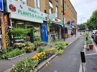 Mahdis Plants and Flowers