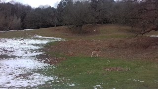 Fallow Deer Park