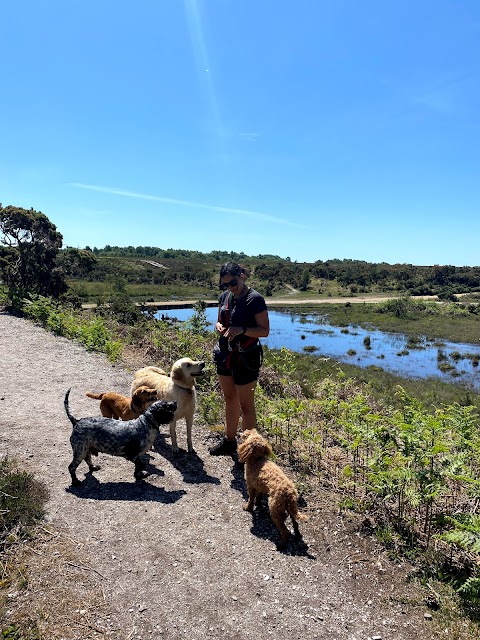 The Dog Walker - New Forest