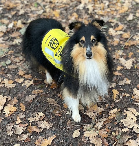 Four Paws Trek and Train